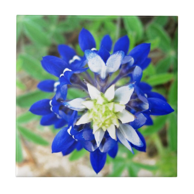 Texas Bluebonnet Top View Tile (Front)