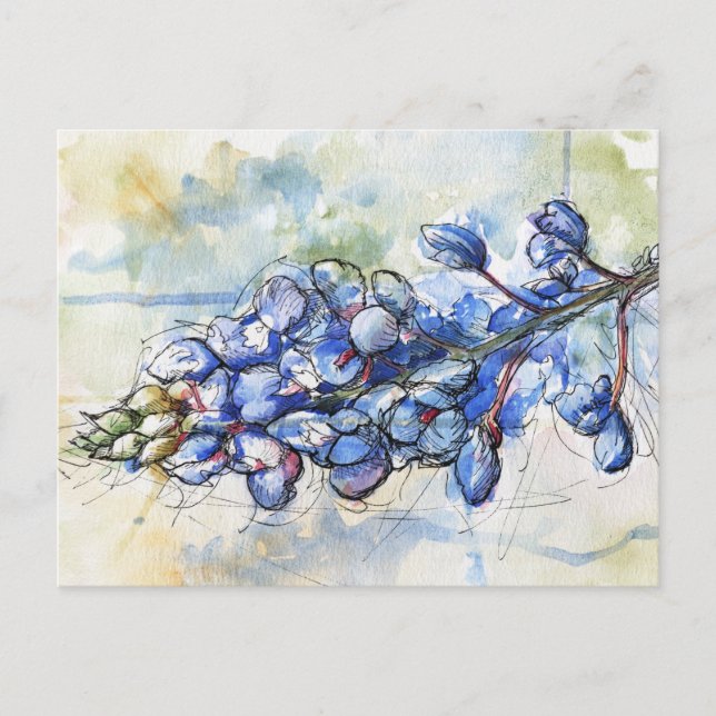 Texas Bluebonnet Watercolor Flower Postcard (Front)