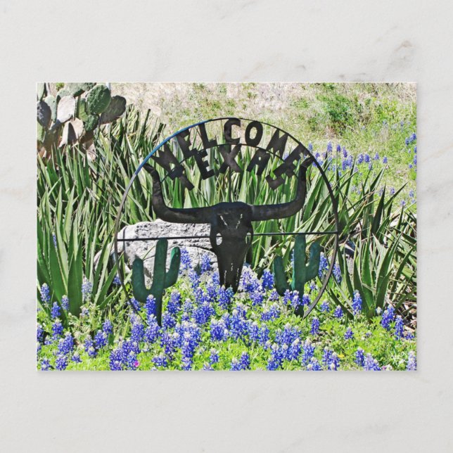 Texas Bluebonnet Welcome Postcard (Front)