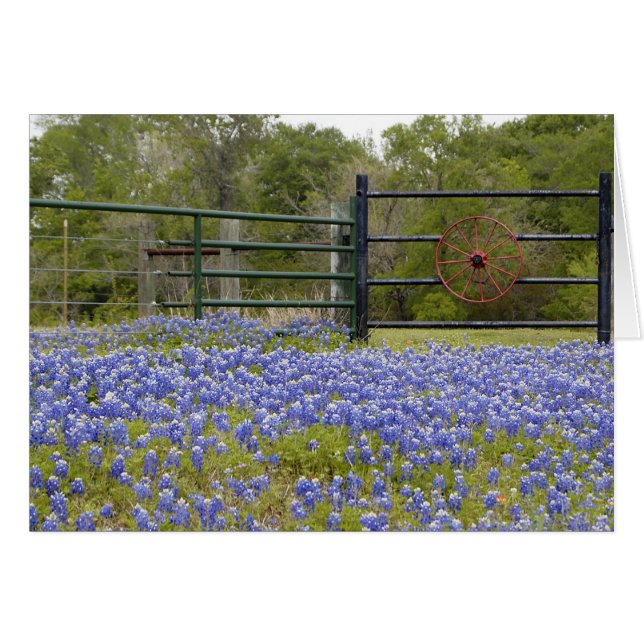 Texas Bluebonnets (Front Horizontal)