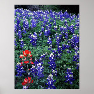Texas Bluebonnets and Indian Paintbrush Poster
