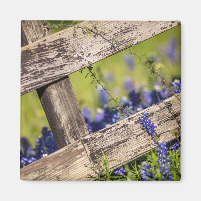 Texas Bluebonnets Around A Country Fence Magnet (Front)