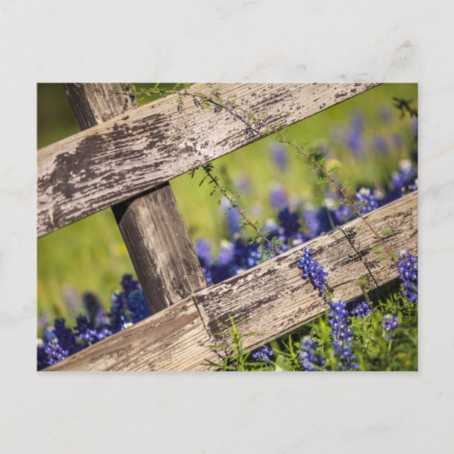 Texas Bluebonnets Around A Country Fence Postcard (Front)