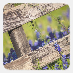 Texas Bluebonnets Around A Country Fence Square Sticker