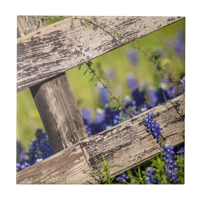 Texas Bluebonnets Around A Country Fence Tile (Front)
