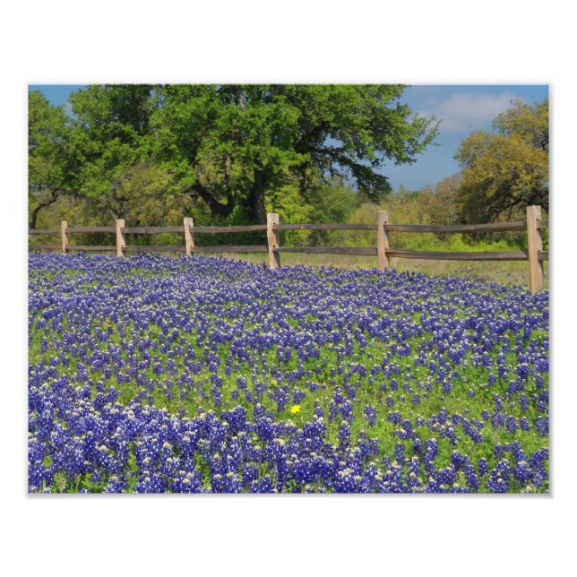 Texas Bluebonnets Country Photographic Art Print (Front)