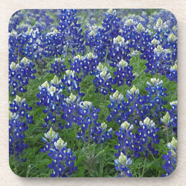 Texas Bluebonnets Field Photo Coaster (Front)