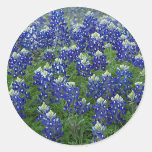 Texas Bluebonnets Field Photo Stickers