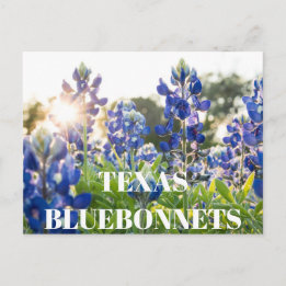 Texas Bluebonnets Flower Wildflower Blue Floral  Postcard