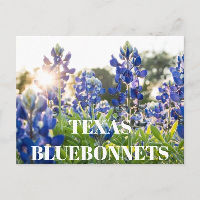 Texas Bluebonnets Flower Wildflower Blue Floral  Postcard (Front)