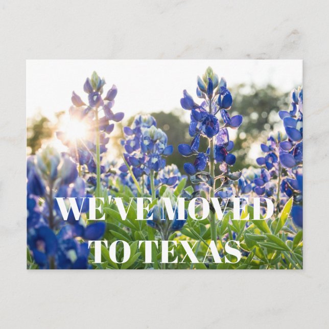 Texas Bluebonnets Flower Wildflower Blue Floral  Postcard (Front)
