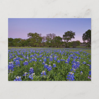 Texas Bluebonnets in Bloom postcard