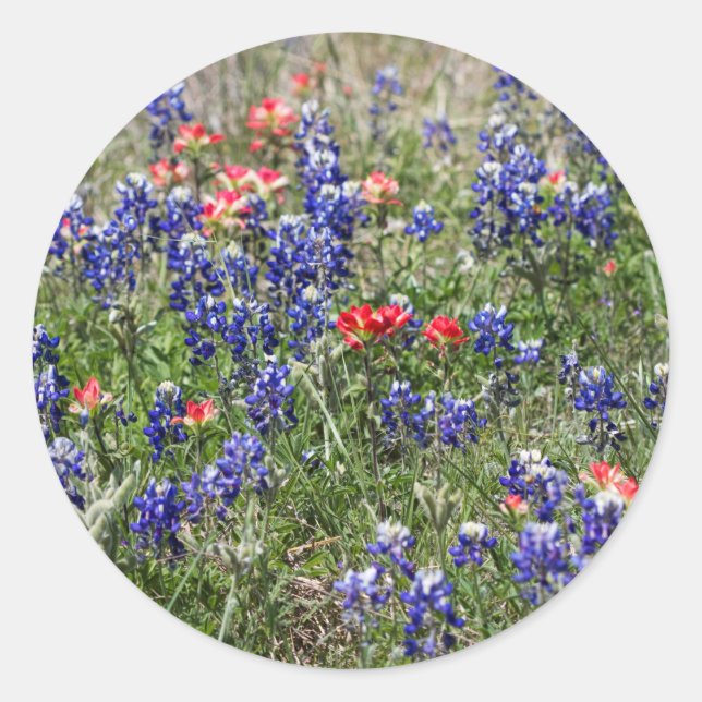 Texas Bluebonnets & Indian Paintbrush Wildflowers Classic Round Sticker (Front)