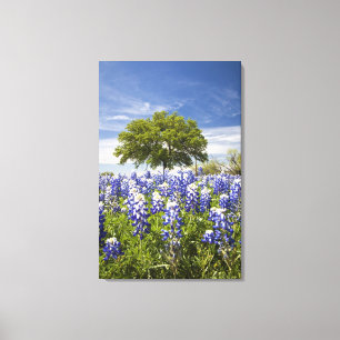 Texas bluebonnets(lupinus texensis) and oak canvas print