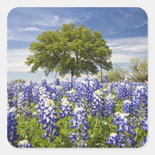 Texas bluebonnets(lupinus texensis) and oak square sticker