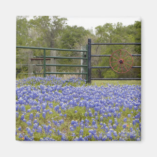 Texas Bluebonnets Magnet