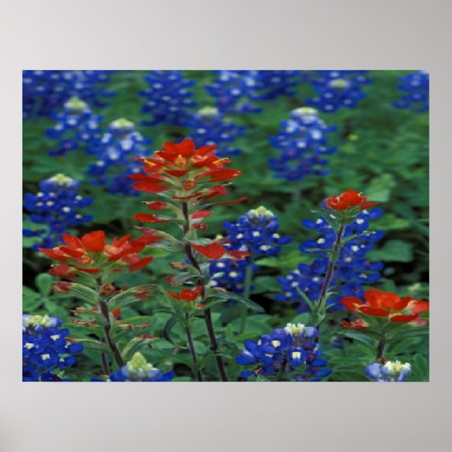 Texas Bluebonnets & Paintbrush Flowers Art Print (Front)