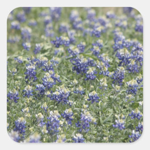 Texas Bluebonnets Photograph Series #11 Square Sticker