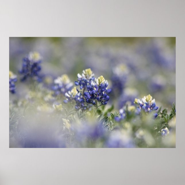 Texas Bluebonnets Photograph Series #5 Poster (Front)