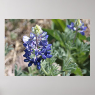 Texas Bluebonnets Photograph Series #8 Poster
