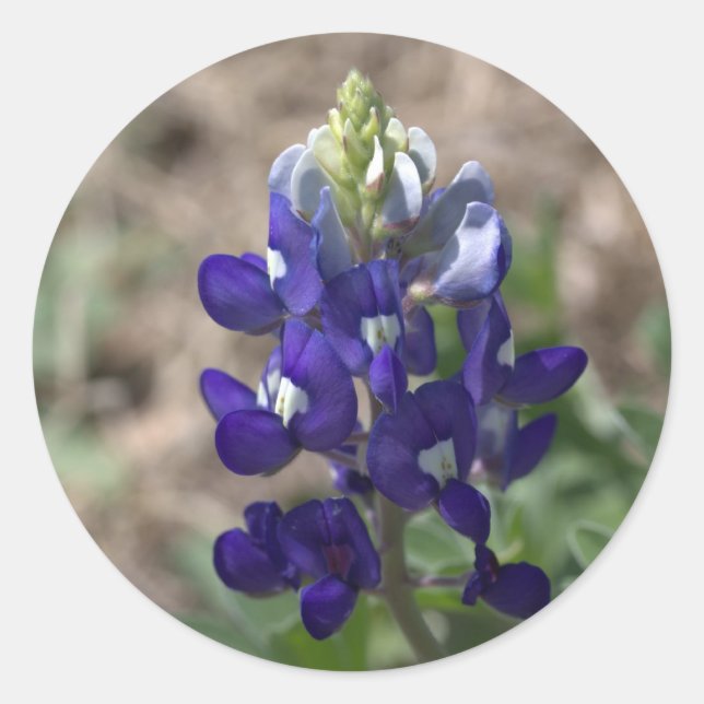 Texas Bluebonnets Photograph Series #9 Classic Round Sticker (Front)