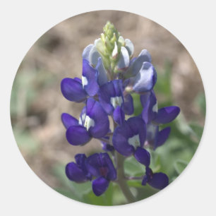 Texas Bluebonnets Photograph Series #9 Classic Round Sticker