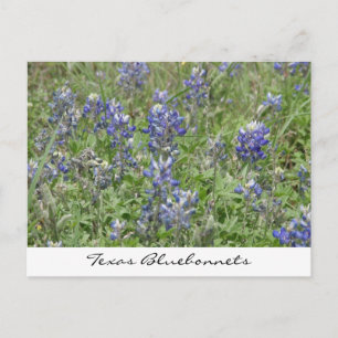 Texas Bluebonnets Postcard