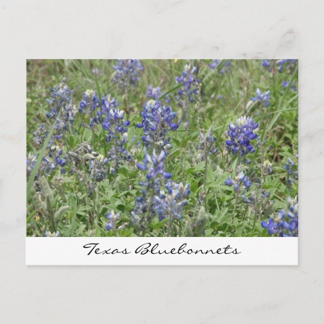 Texas Bluebonnets Postcard (Front)