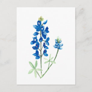 Texas Bluebonnets Postcard