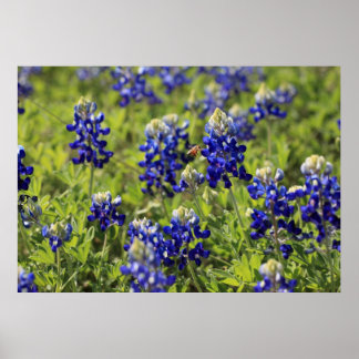 Texas Bluebonnets Poster