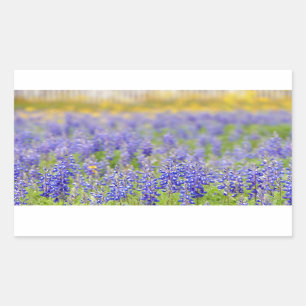 Texas Bluebonnets Rectangular Sticker