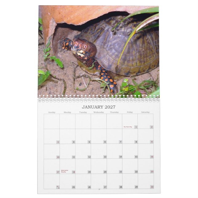 Texas Box Turtle Calendar (Jan 2027)