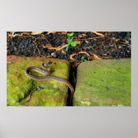Texas brown snake