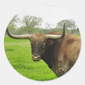 Texas Burnt Orange Longhorn Steer Classic Round Sticker