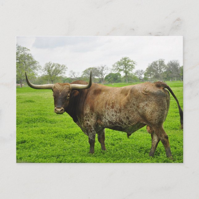 Texas Burnt Orange Longhorn Steer Postcard (Front)