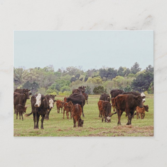 Texas Cattle Postcard (Front)