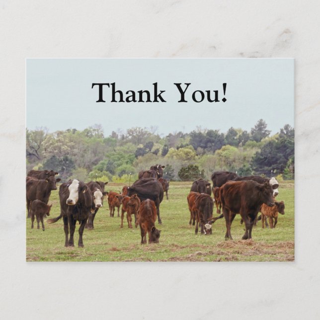 Texas Cattle Postcard (Front)