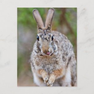 Texas cottontail rabbit postcard