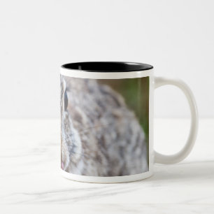 Texas cottontail rabbit Two-Tone coffee mug