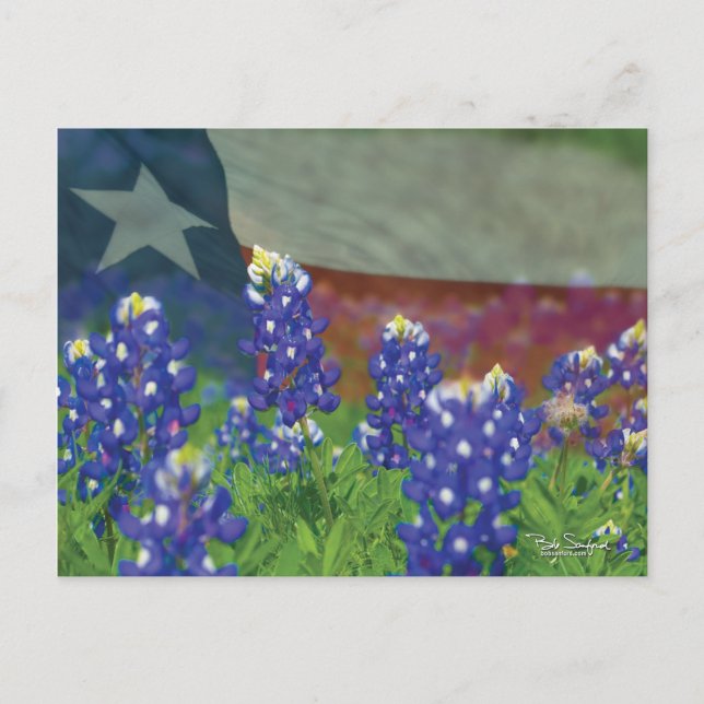 Texas flag with bluebonnets postcard (Front)