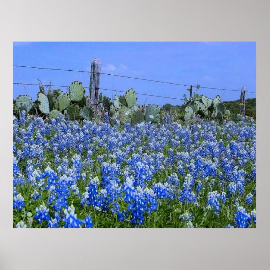 Texas Hill Country Bluebonnets/Cactus Art Print