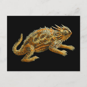 Texas Horned Lizard Postcard