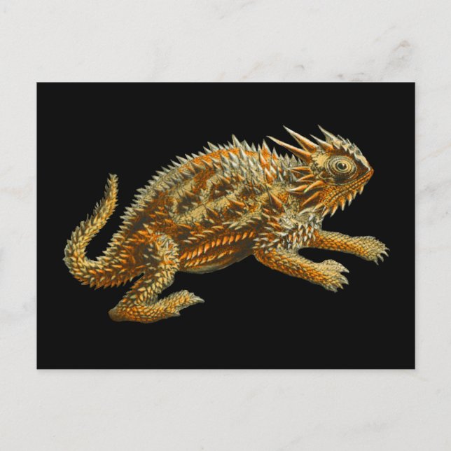 Texas Horned Lizard Postcard (Front)
