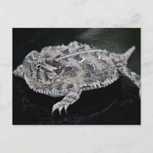 Texas Horned Lizard - Texas State Reptile Postcard