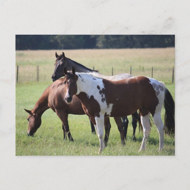 Texas Horses Postcard (Front)