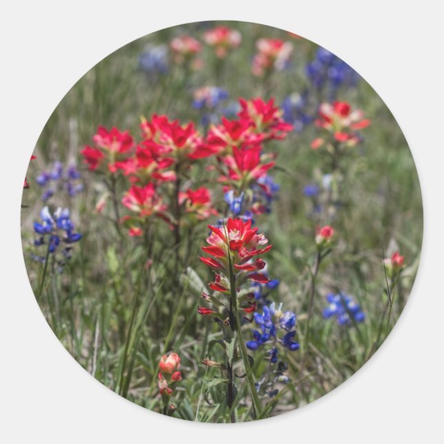 Texas Indian Paintbrush and Bluebonnet Wildflowers Classic Round Sticker (Front)