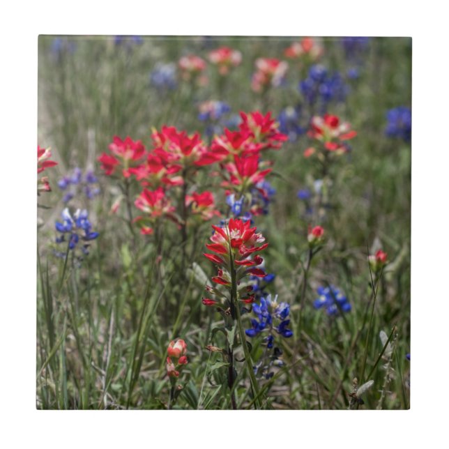 Texas Indian Paintbrush and Bluebonnet Wildflowers Tile (Front)