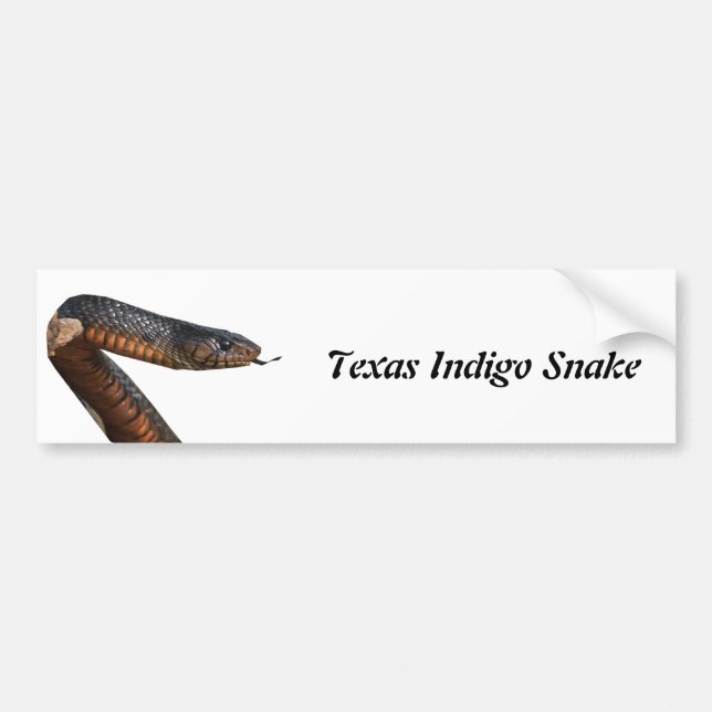 Texas Indigo Snake Bumper Sticker (Front)