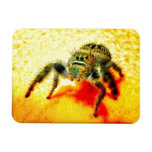 Texas jumping spider magnet
