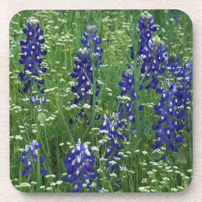 Texas, Lake Buchanan. Texas Bluebonnet and Wild Coaster (Front)